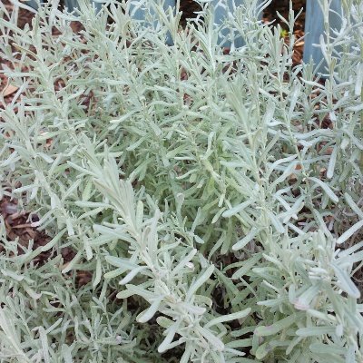 Silver Anouk Spanish Lavender